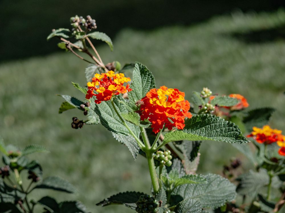 Orange and yellow lantana flowers blooming with green foliage.