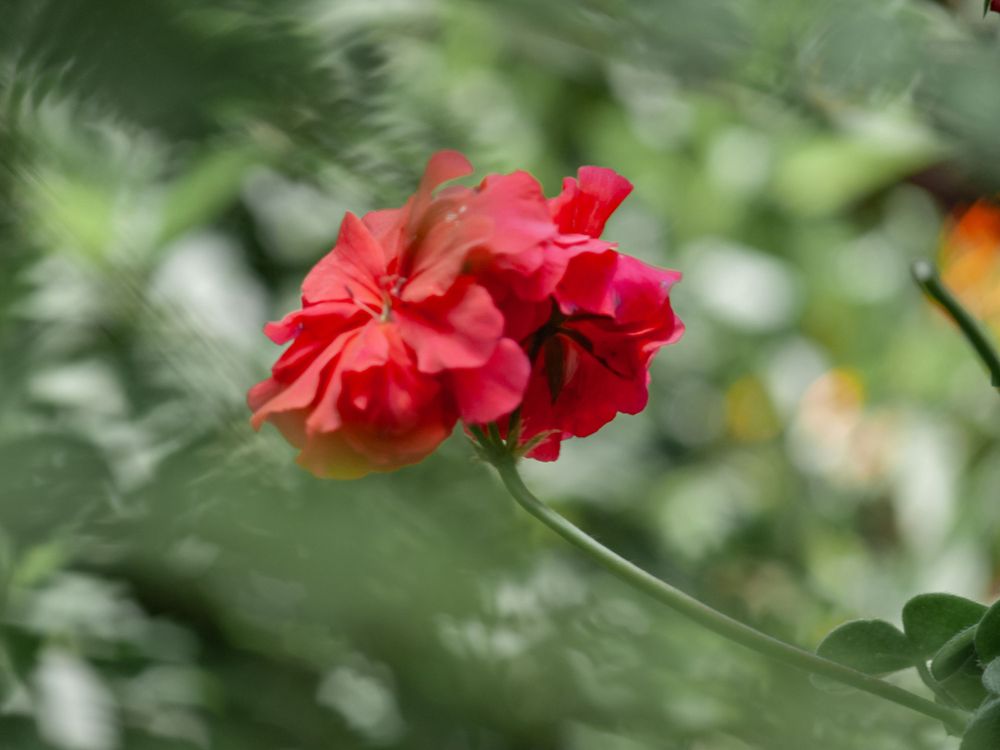Vibrant red geranium flowers blooming against blurred green foliage background.