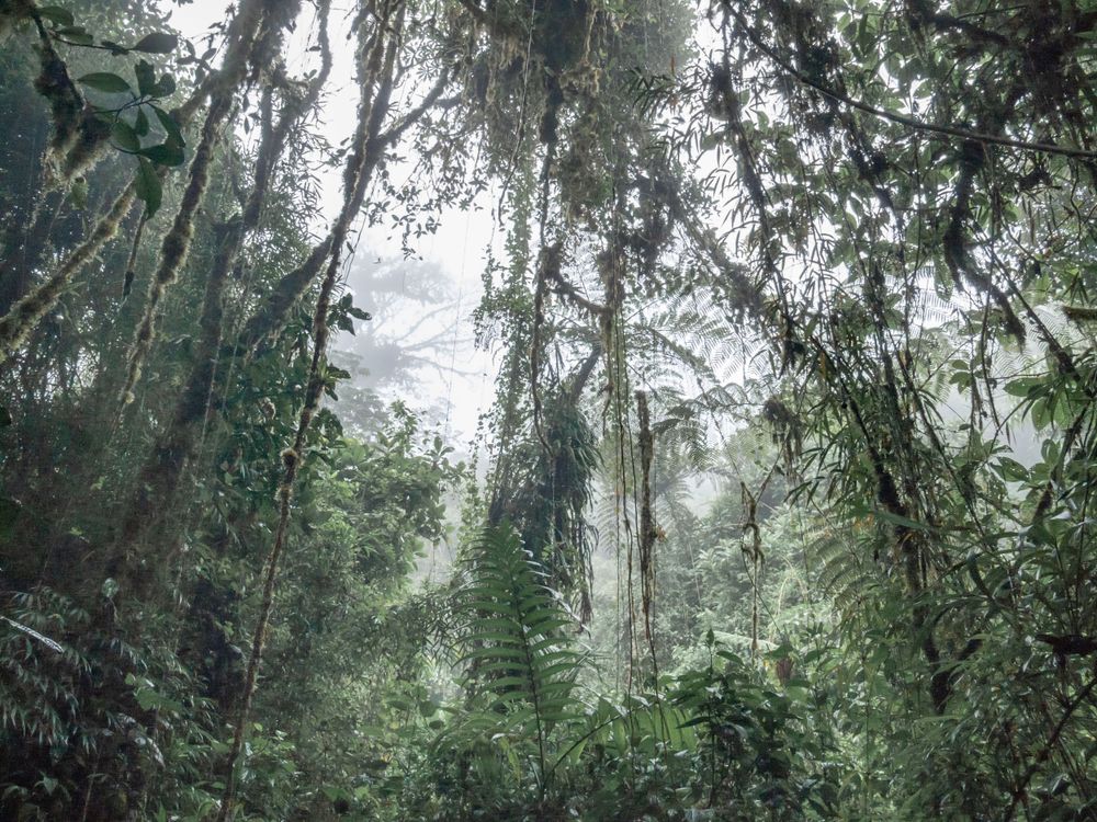 Misty tropical rainforest with hanging vines and dense vegetation.