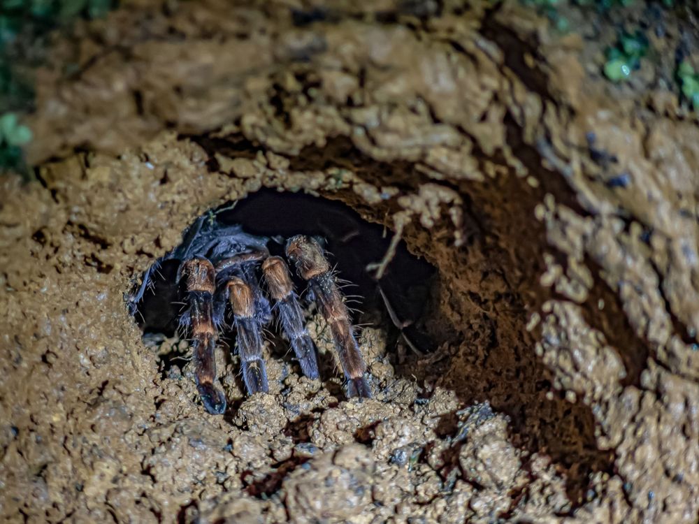 A dark tarantula spider emerging from its burrow in rocky terrain.
