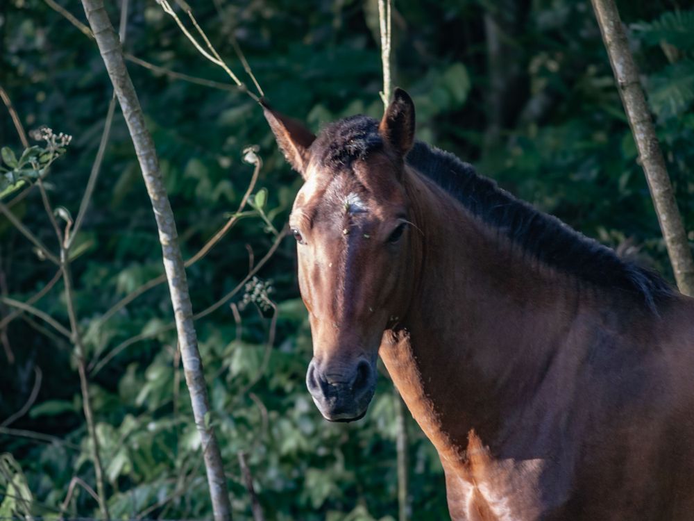 Brown horse standing among trees in a natural forest setting.