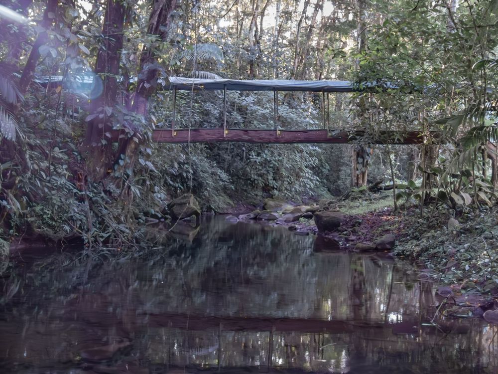 Rustic wooden bridge spans across a tranquil forest stream in a mystical setting.