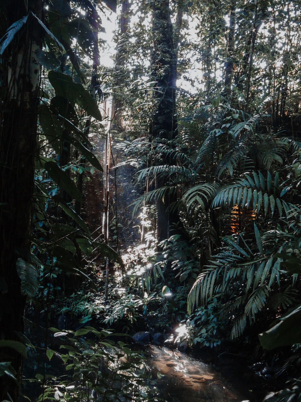 Sunlight streams through dense rainforest canopy illuminating a winding forest path.