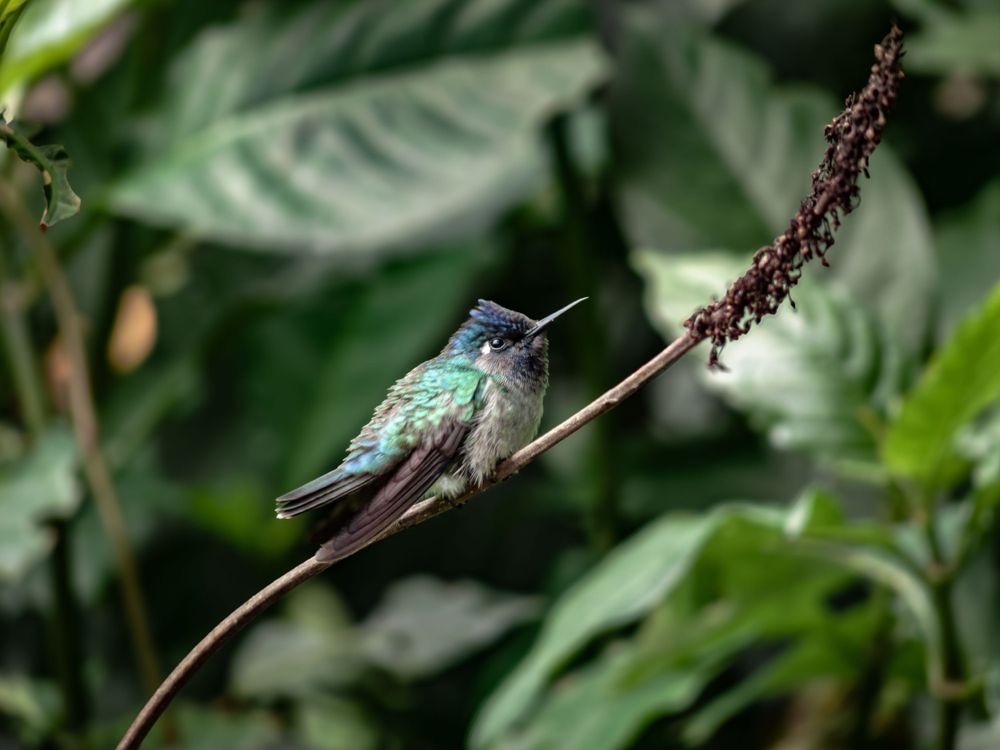 Tiny iridescent hummingbird perched on a delicate branch with green foliage background.