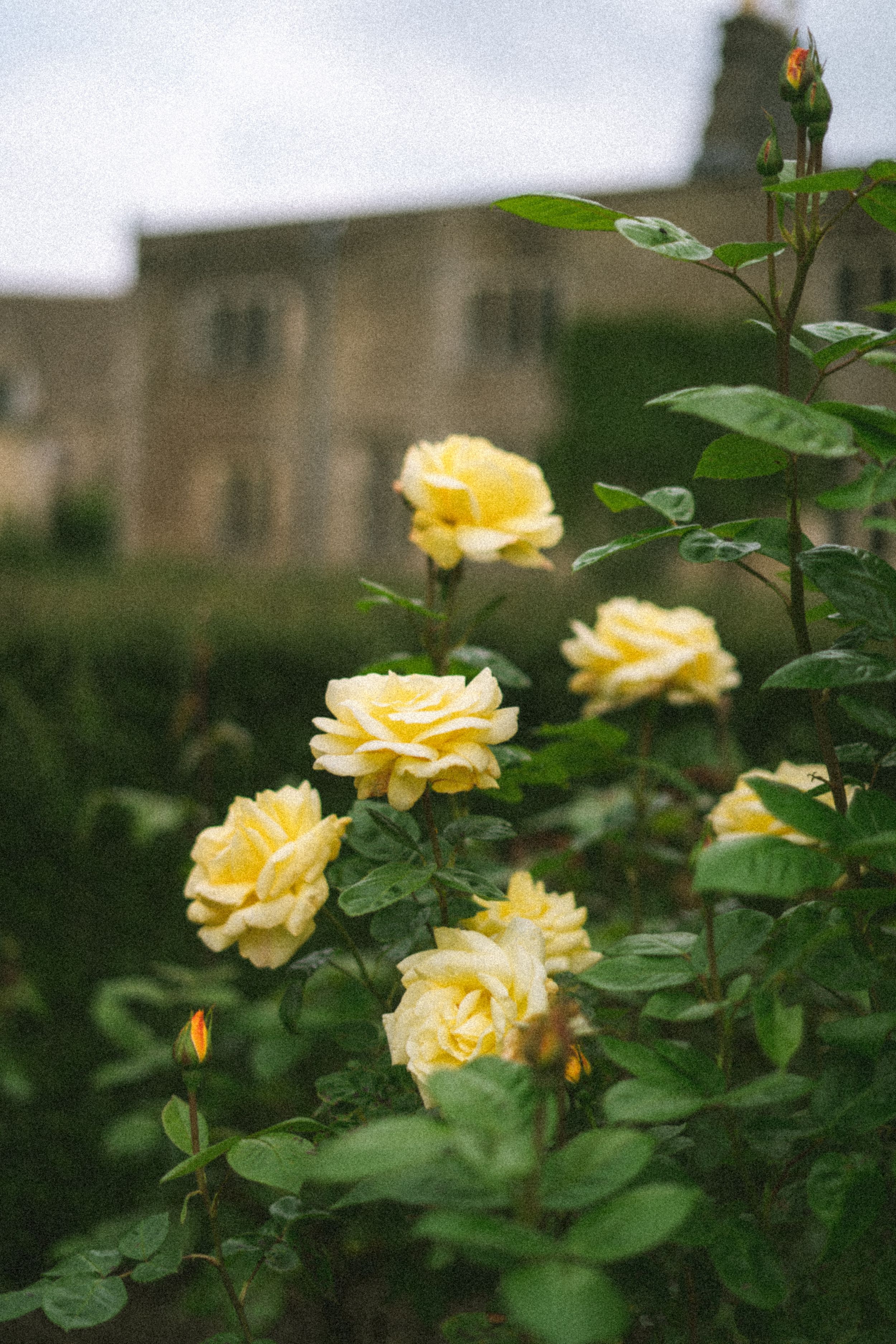 chavenage house wiltshire editorial documentary wedding photographer
