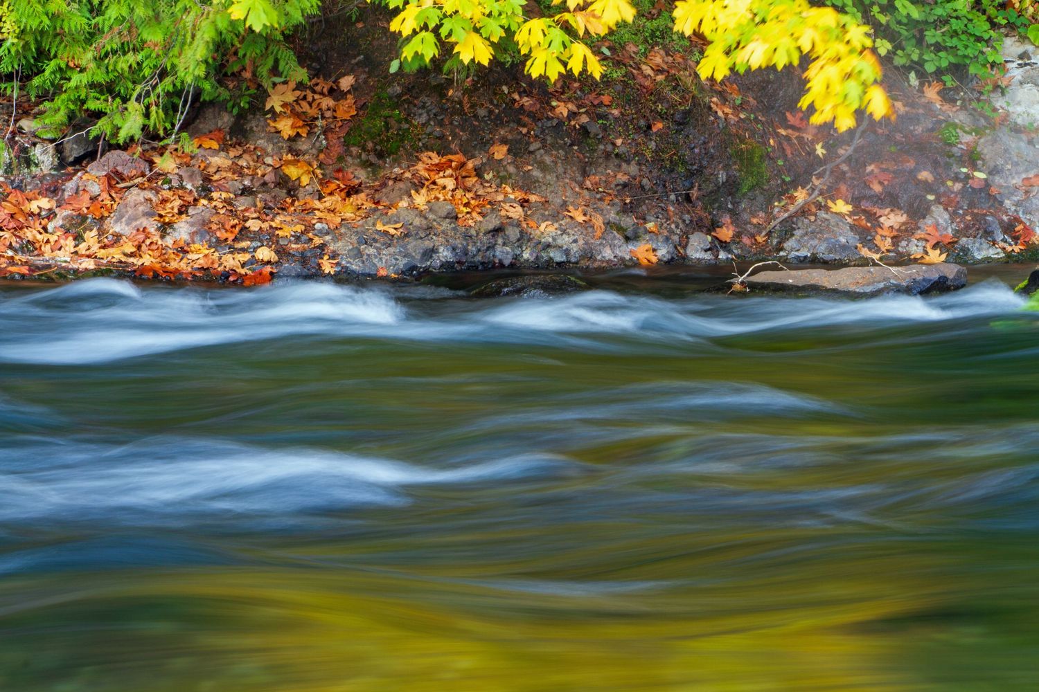 Golden autumn reflections on beautiful McKenzie River near McKenzie Bridge, Oregon.