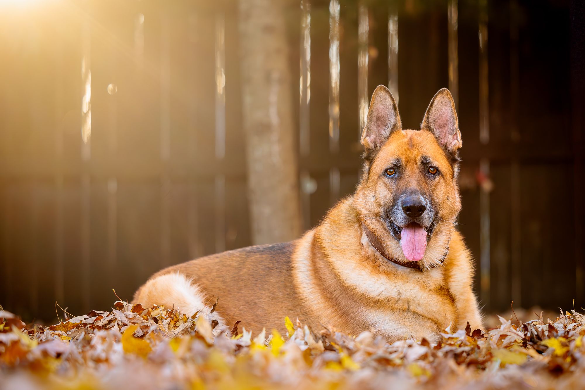 German Shepherd lounging in autumn leaves with sunlight filtering through trees.