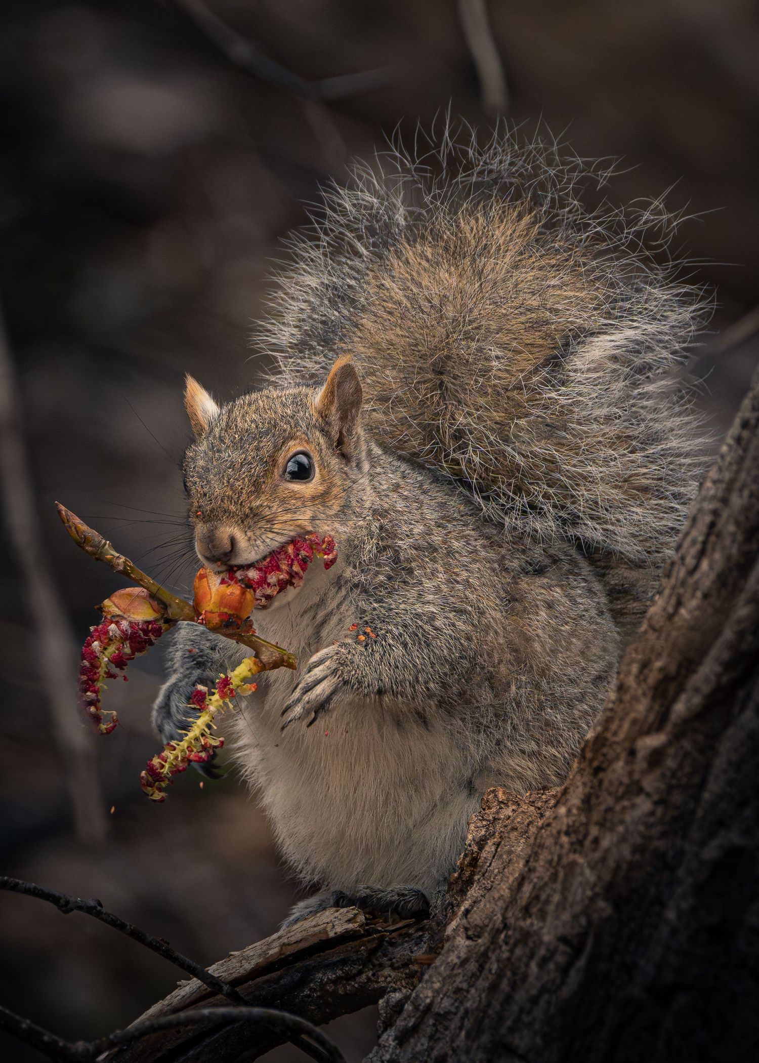 Boston Massachusetts New England animal squirrel