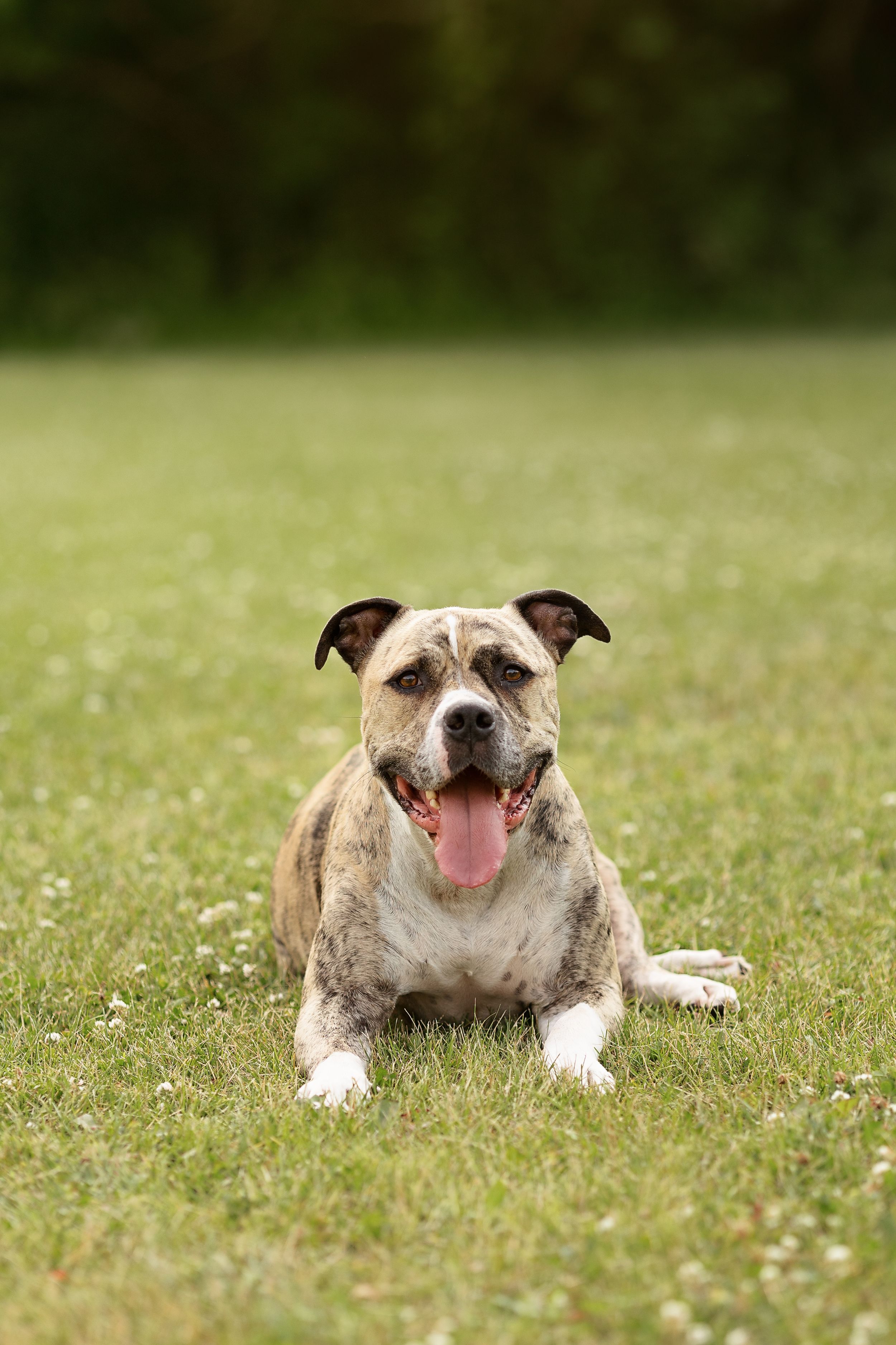 Family dog Riggs poses perfectly on the green grass.