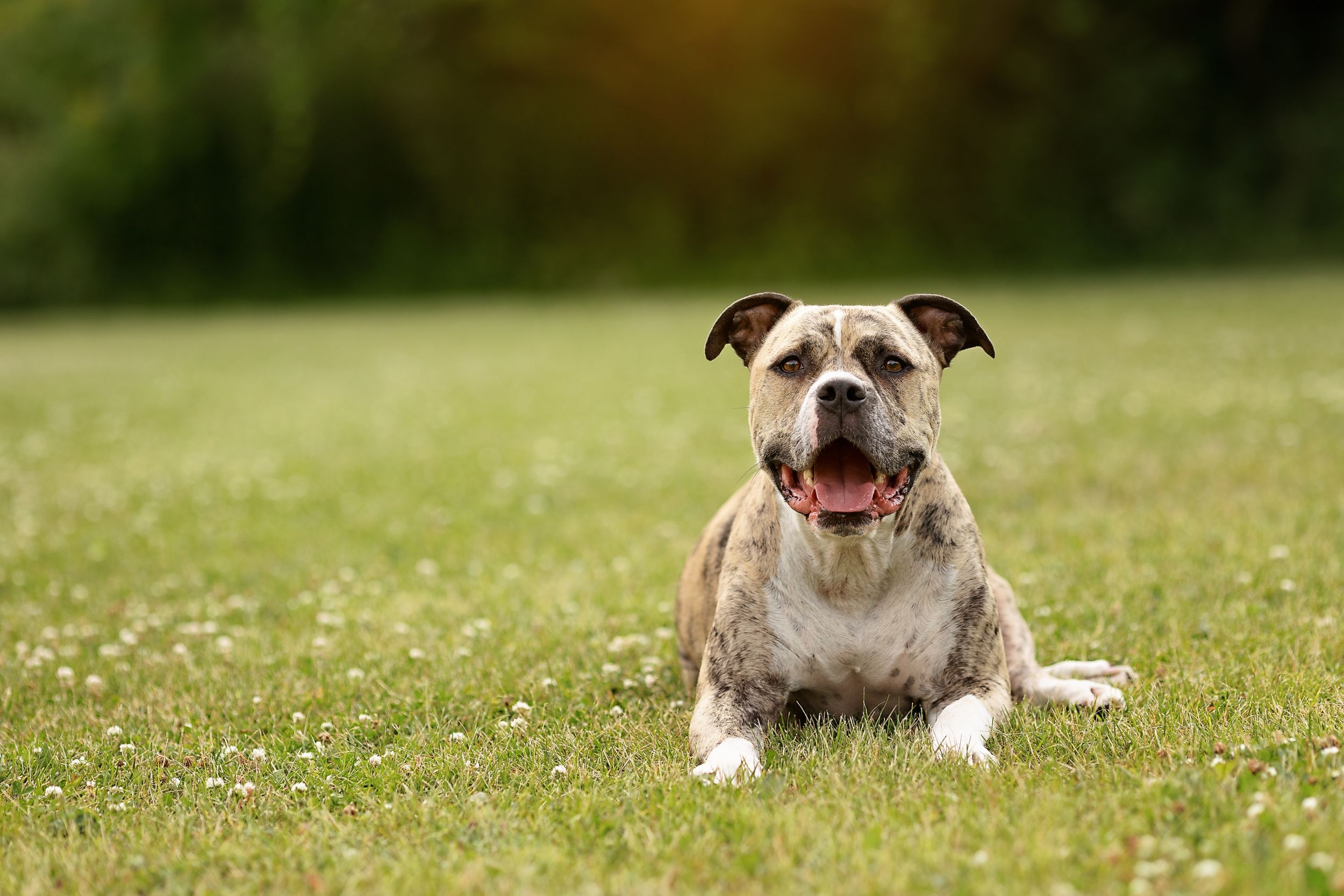Celebrating family dog's life on a beautiful sunny day in Clarington