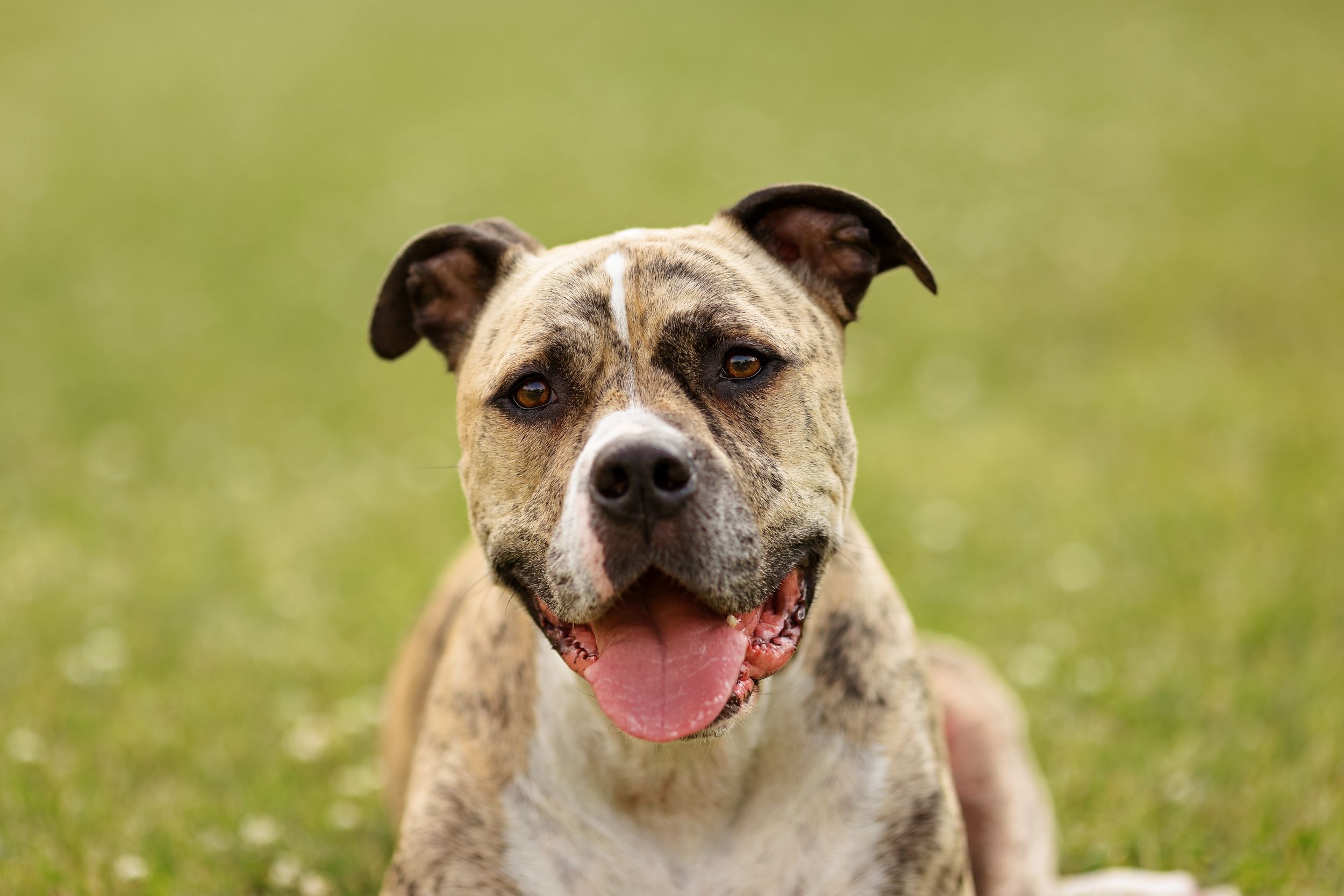 Emotional last day with family dog, captured with love and care