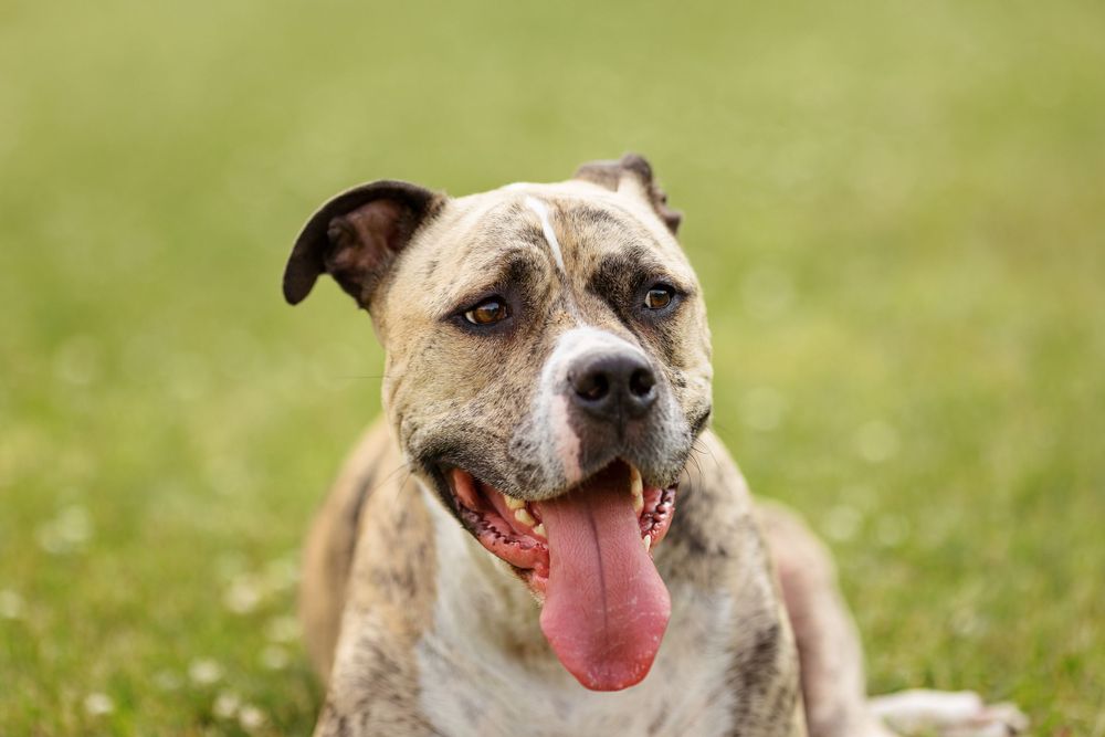 Dog pet photography in Durham Region, Ontario