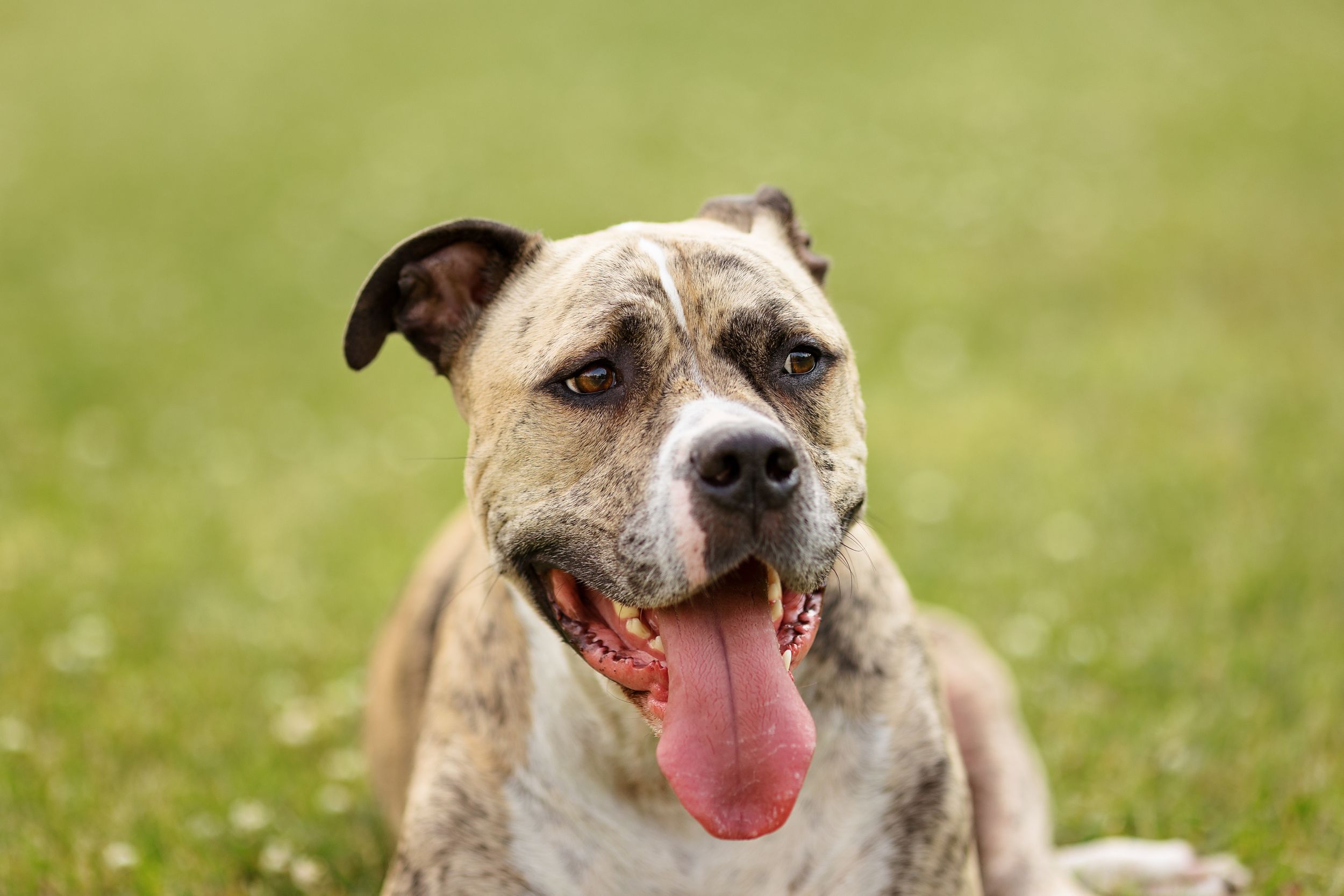 Dog pet photography in Durham Region, Ontario