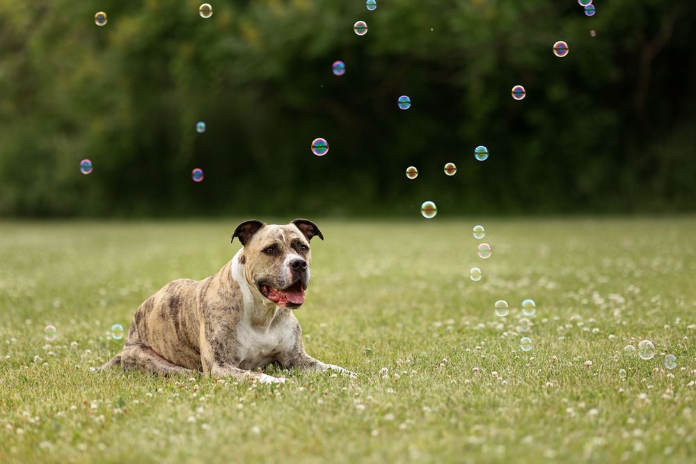 Family pet dog watching bubbles at Tooley's Mill in Courtice.