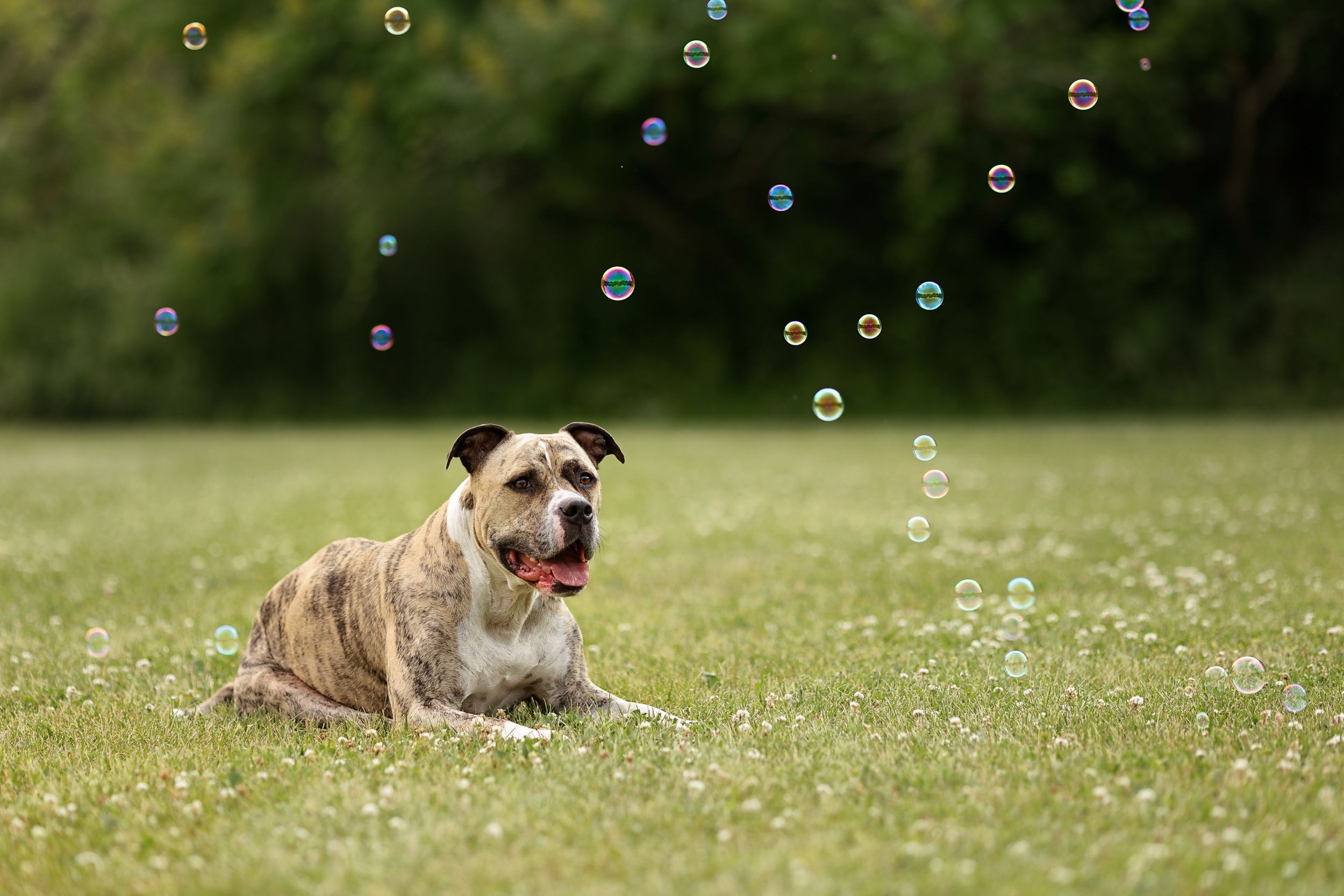 Family pet dog watching bubbles at Tooley's Mill in Courtice.