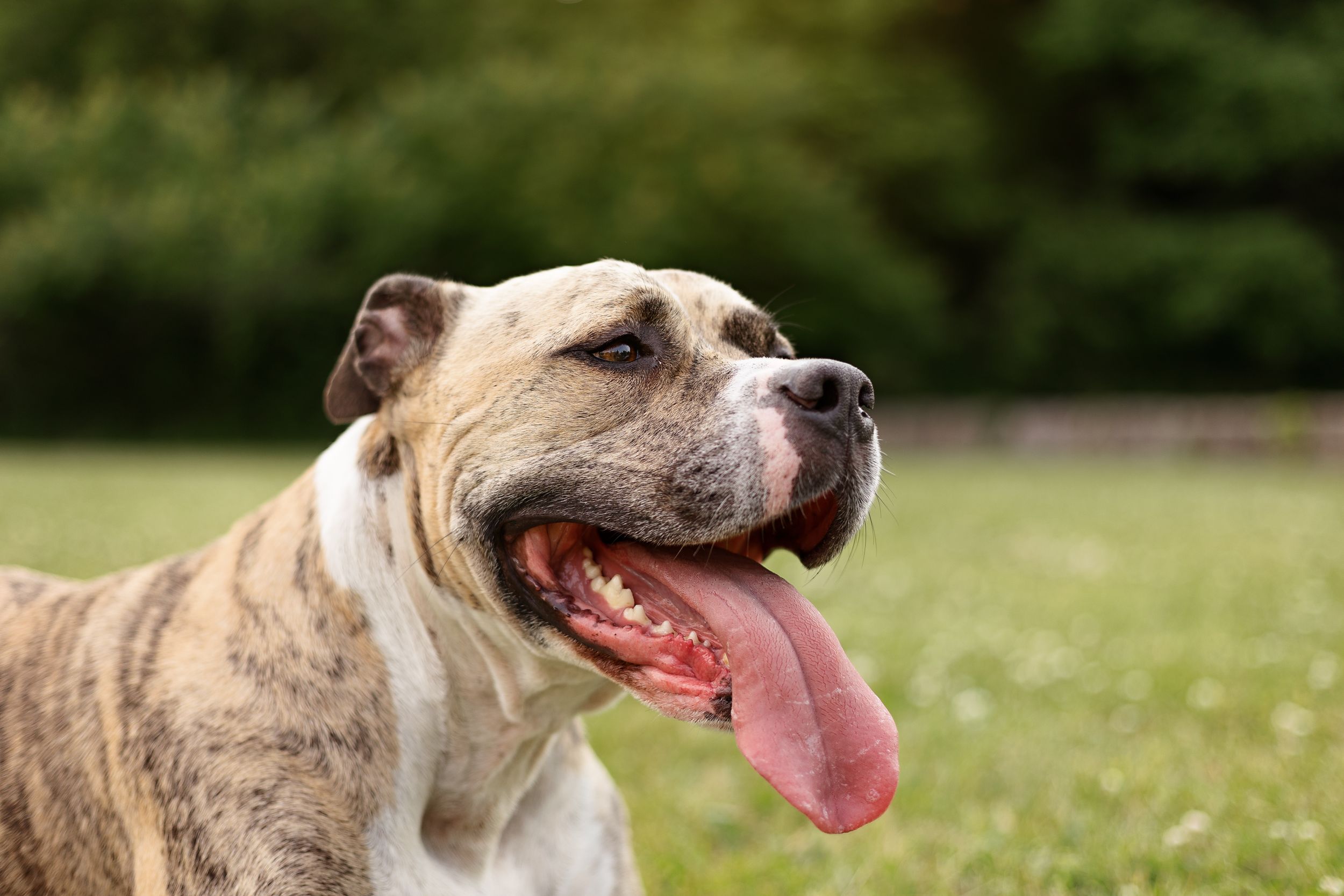Close up view of dog portrait session in Courtice, Ontario.
