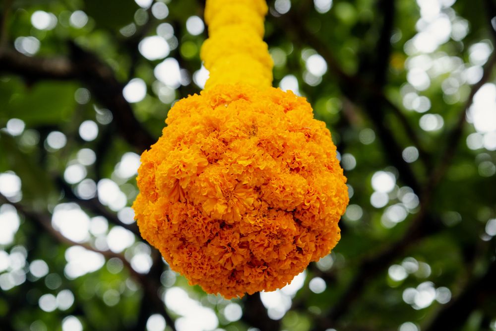 A vibrant orange marigold flower garland hangs against a blurred green background.