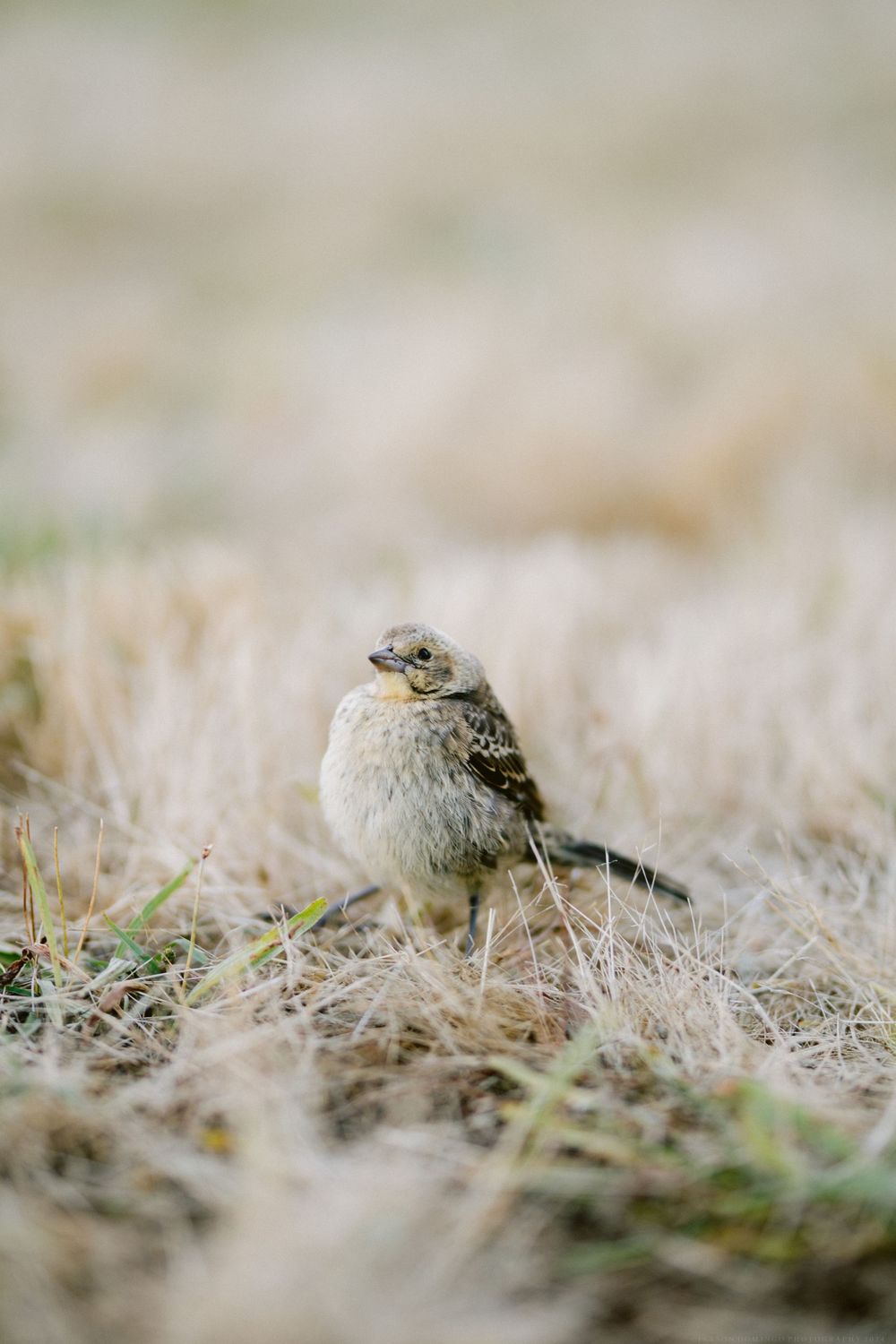 Small bird perched in dry grass photographed with shallow depth of field.