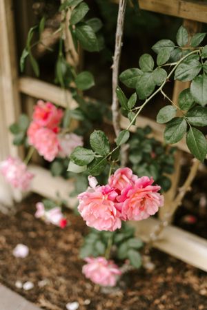 Close-up of pink garden roses blooming on vine with green foliage.