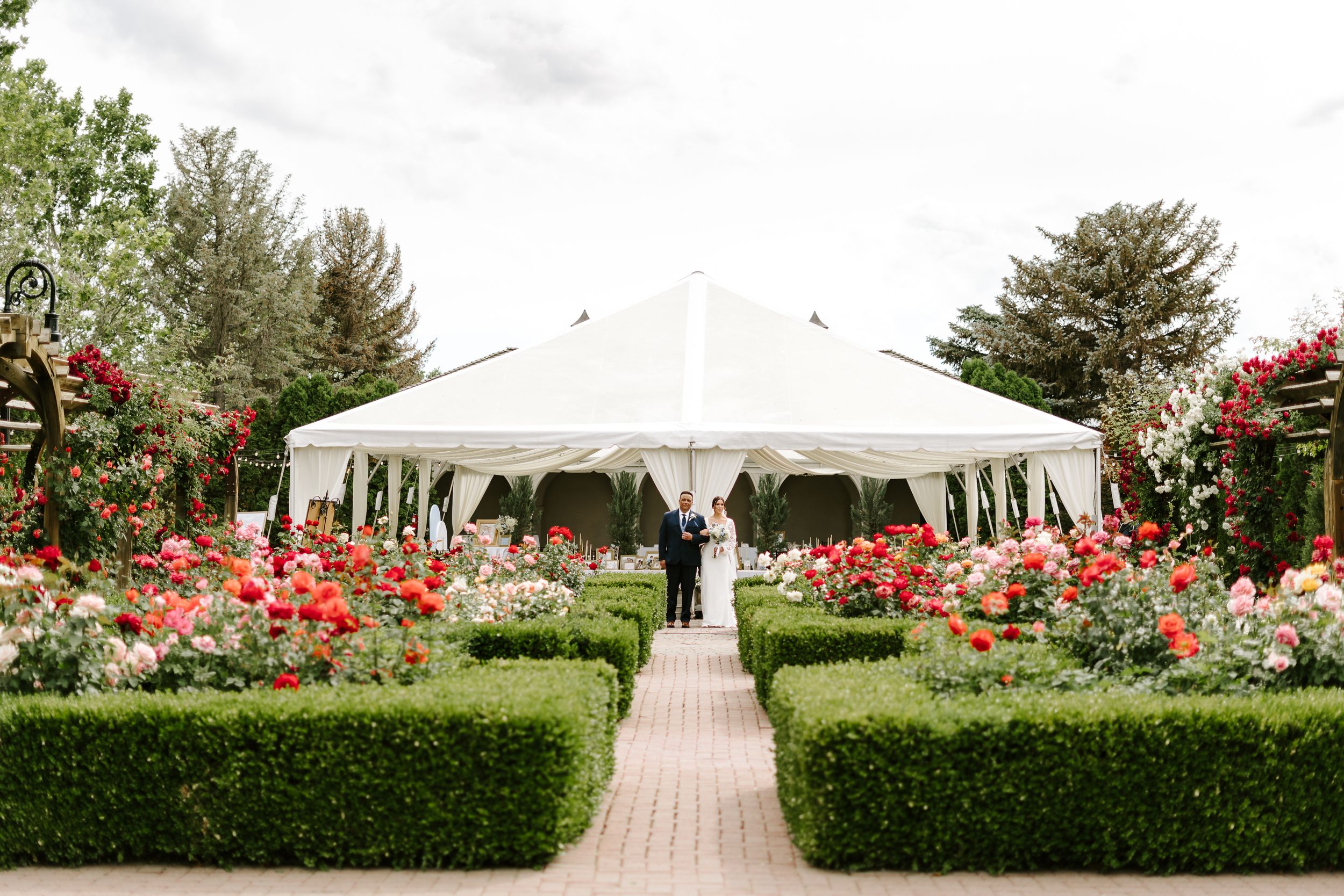 Wedding ceremony under white tent with rose garden and manicured hedges creating elegant walkway.