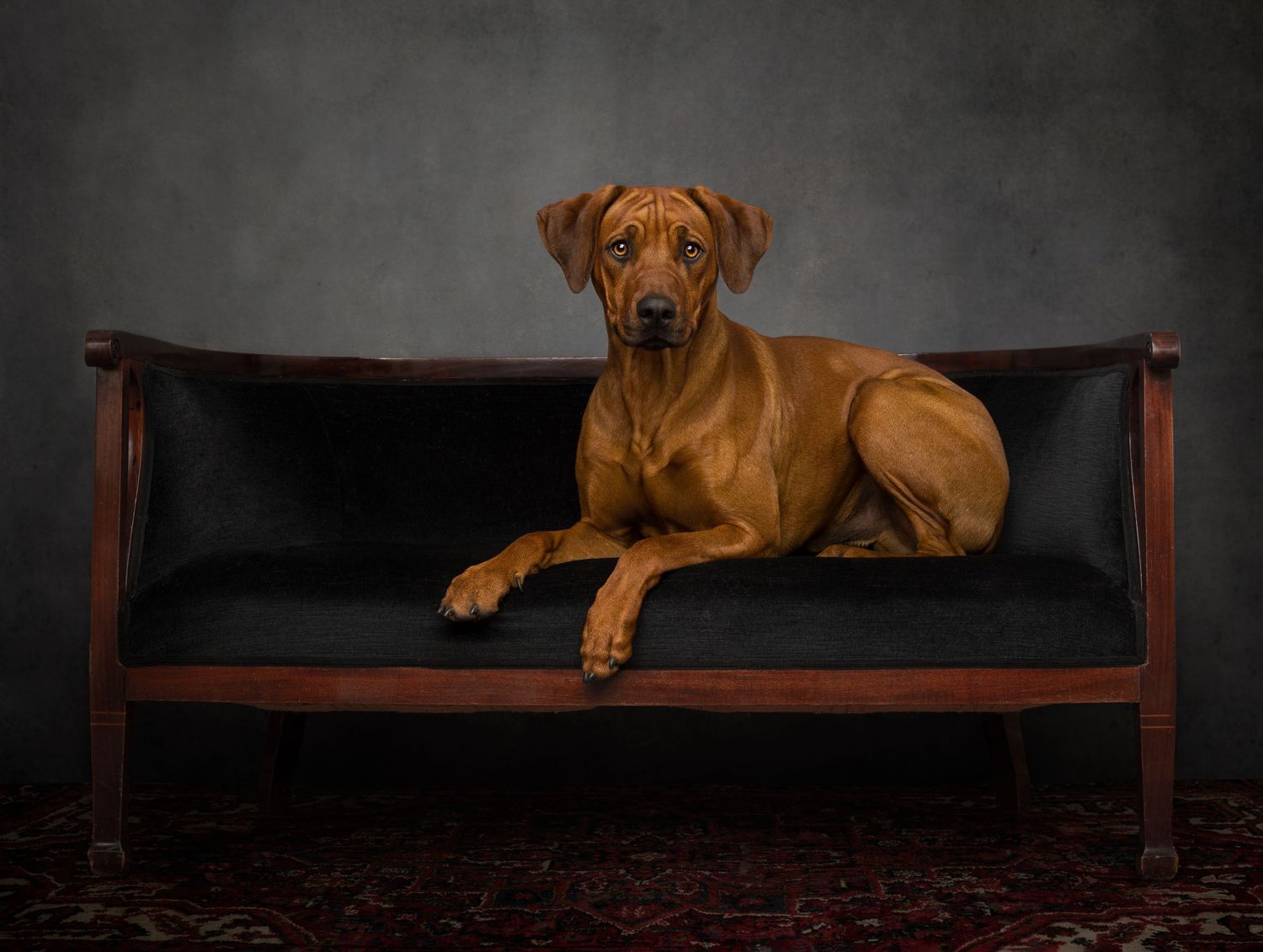 Brown dog lying on dark wooden bench in moody studio lighting.