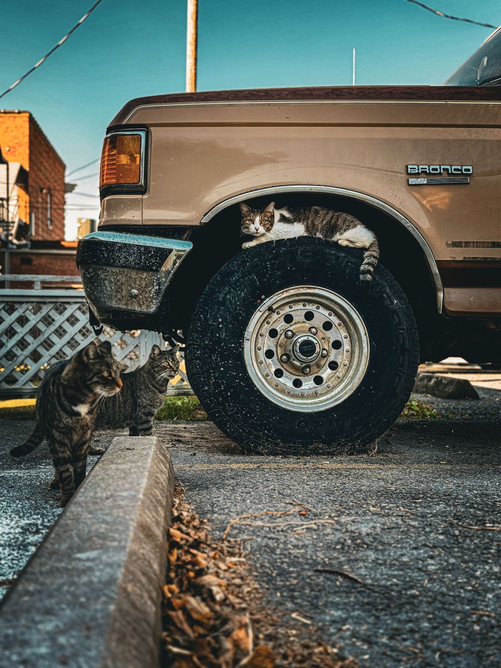 Close-up shot of a black cat sitting next to the wheel of a brown Ford Bronco truck.