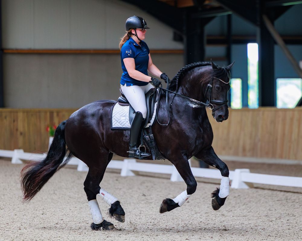 Multiple images in sequence showing a rider performing dressage movements on a dark horse in an indoor arena.