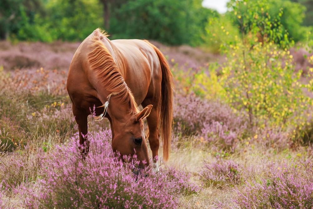 Wild red fox and brown horse grazing together in a purple heather field during summer.