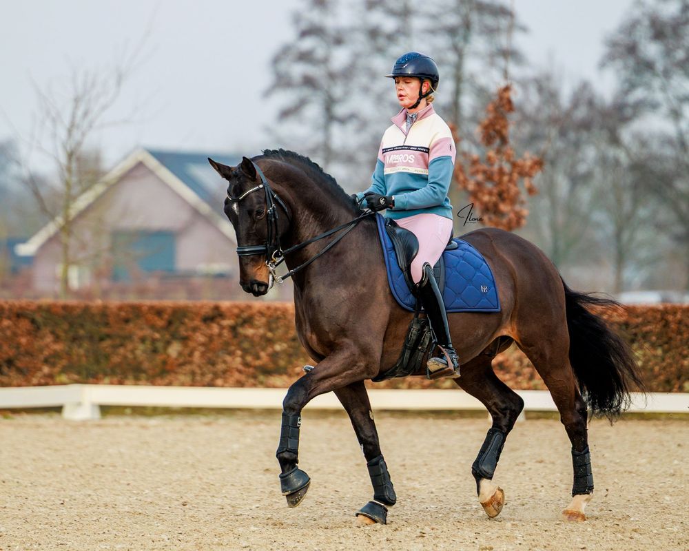 A rider guides a dark horse through a training sequence in an outdoor arena during autumn.