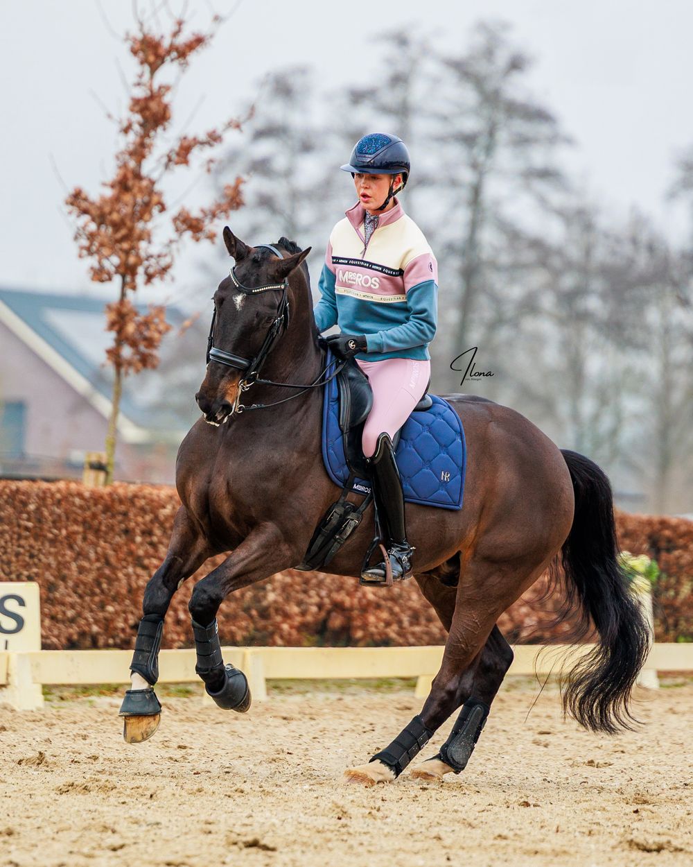 A sequence of five photos showing a dark horse performing dressage movements in an outdoor arena.