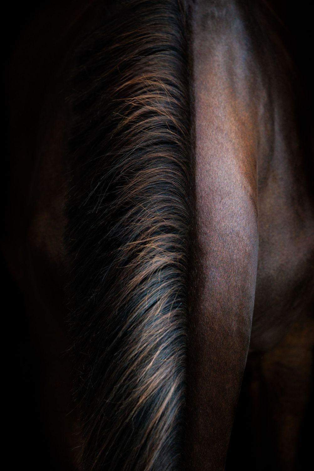 Detailed close-up shot showing a horse's dark mane contrasting against its brown coat in dramatic lighting.