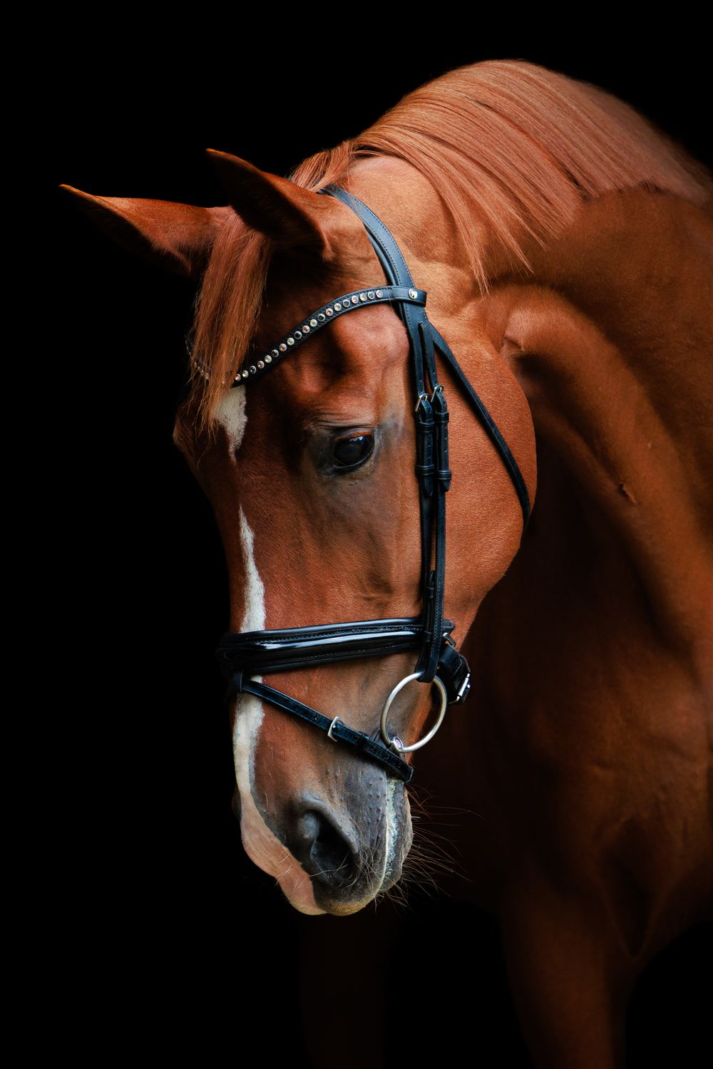 Close-up sequence of a majestic chestnut horse wearing a black and blue bridle against a dark background.