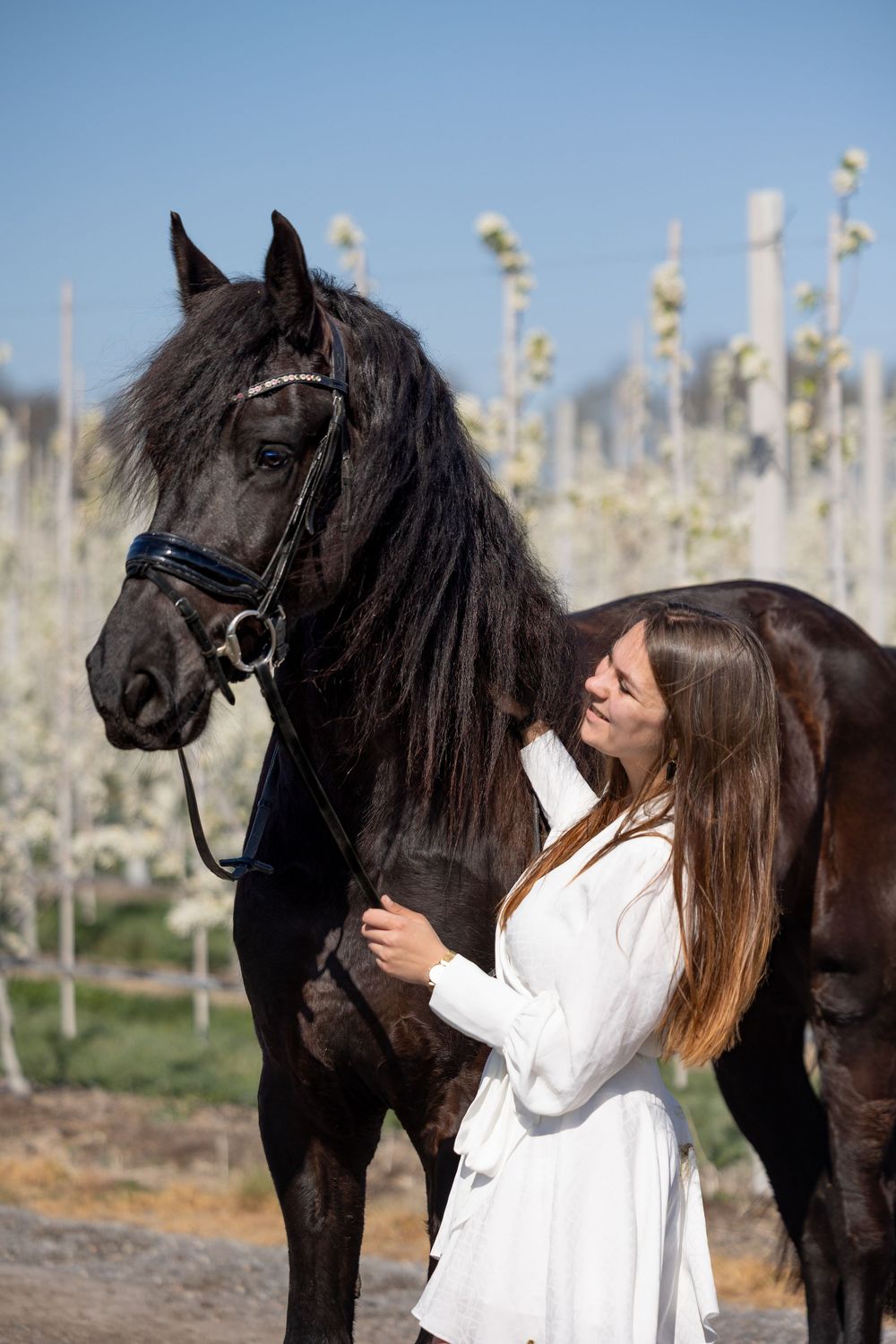 A beautiful black Friesian horse with long flowing mane stands with companion in white dress by blooming orchard trees.
