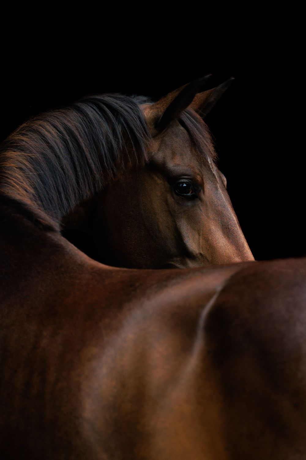 Close-up photography series of a chestnut-colored horse's profile and facial features in dramatic lighting.