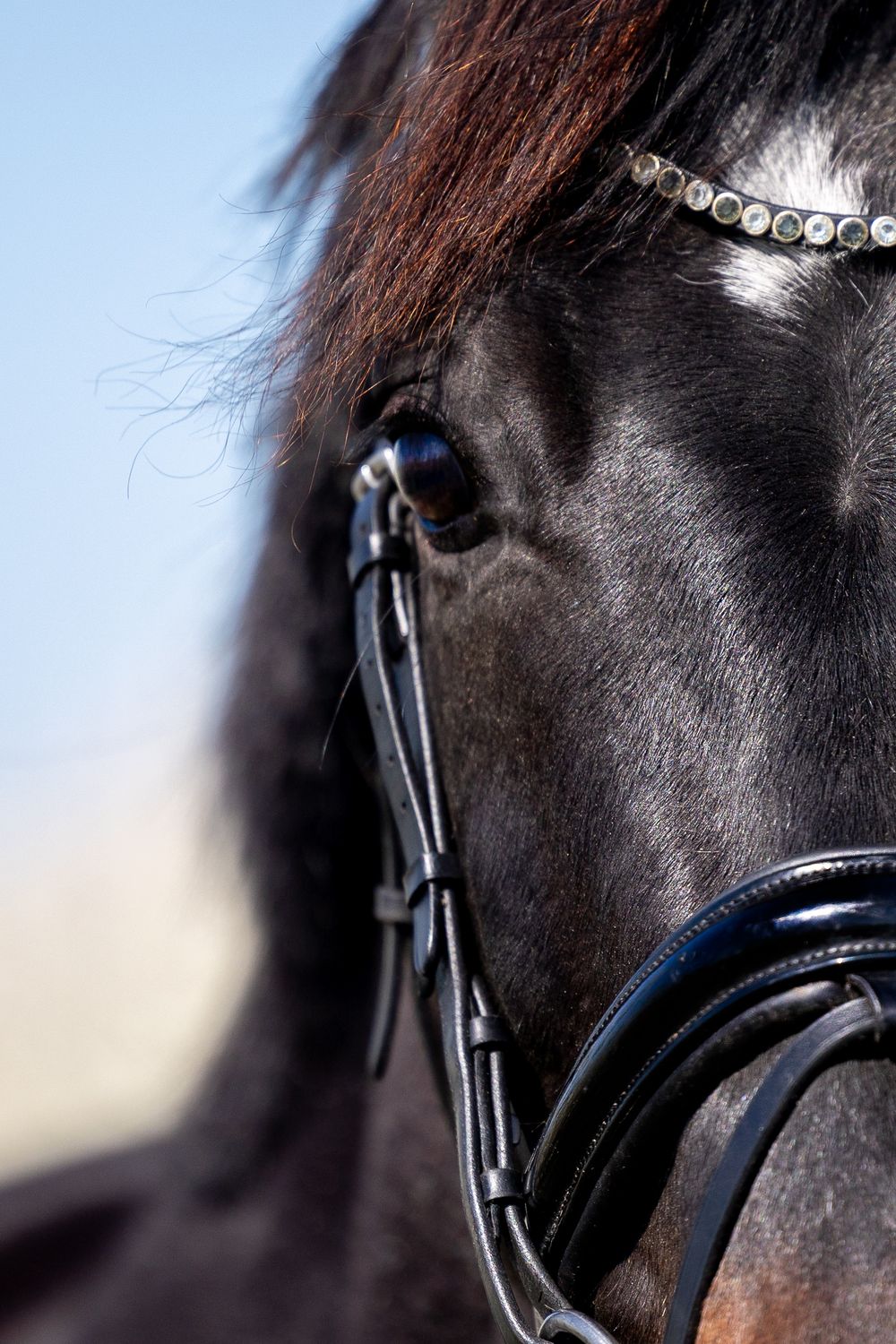Close-up of a black horse's eye and head with decorative bridle against blue sky background.