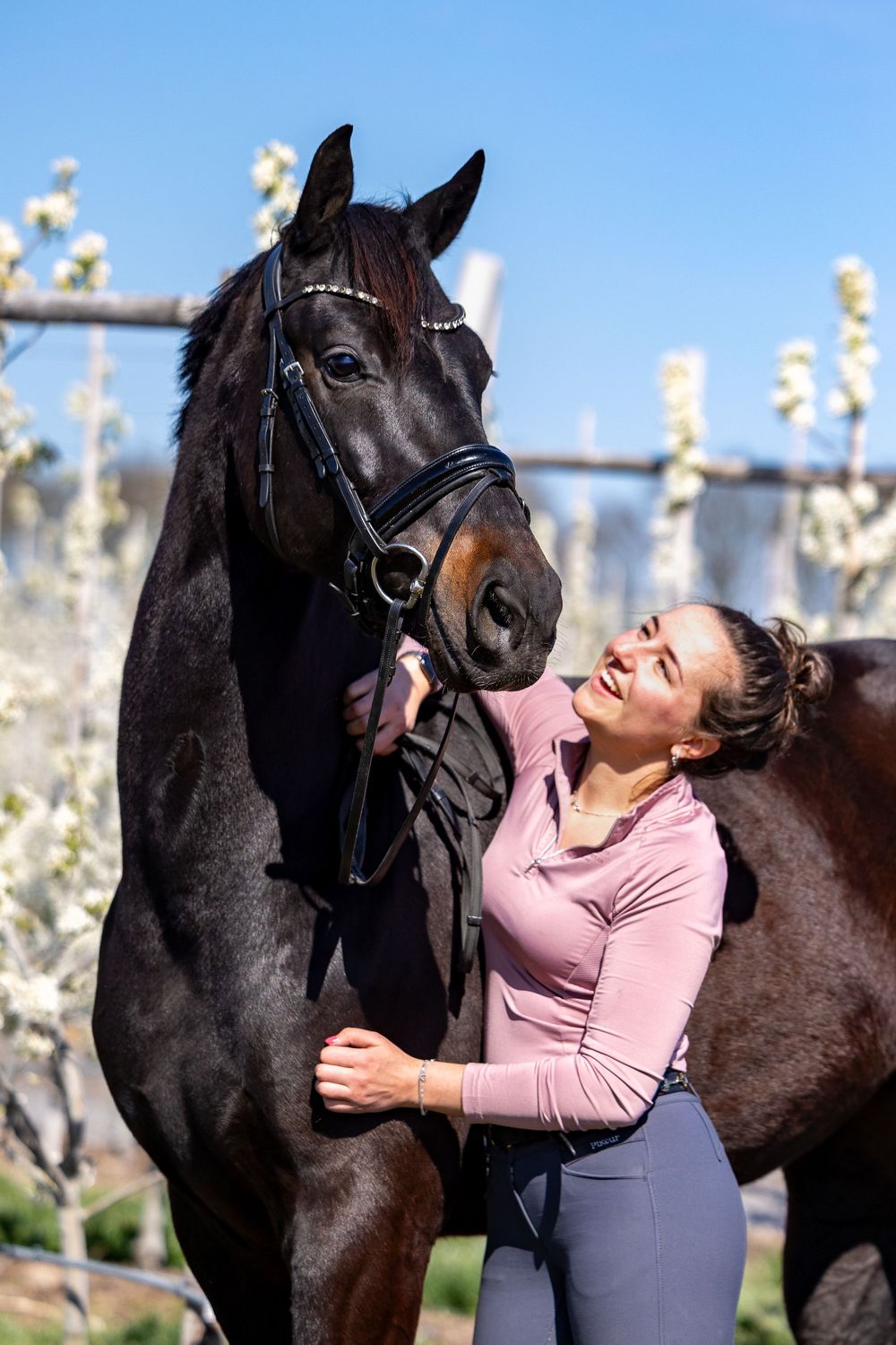 A stunning black horse and their owner share a joyful moment among blooming fruit trees on a sunny spring day.