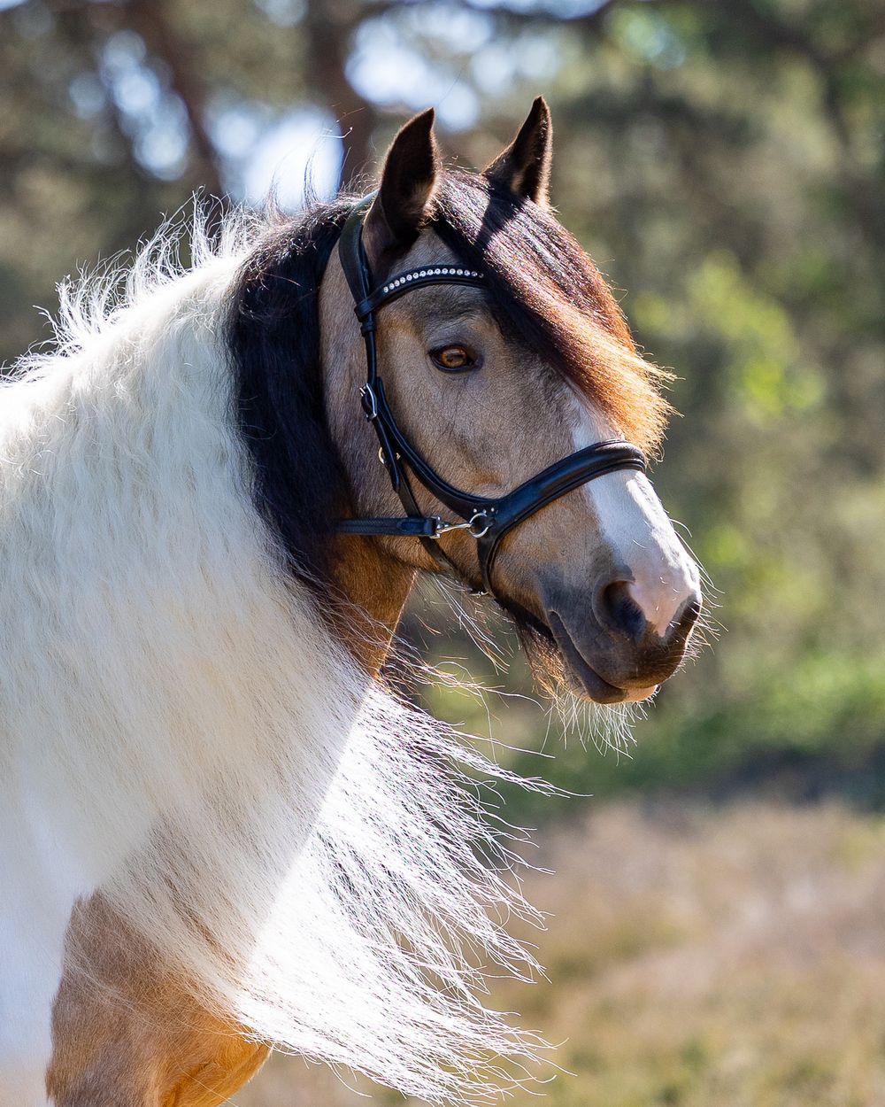 A majestic brown and white paint horse with flowing mane wearing a black bridle poses against a blurred natural background.