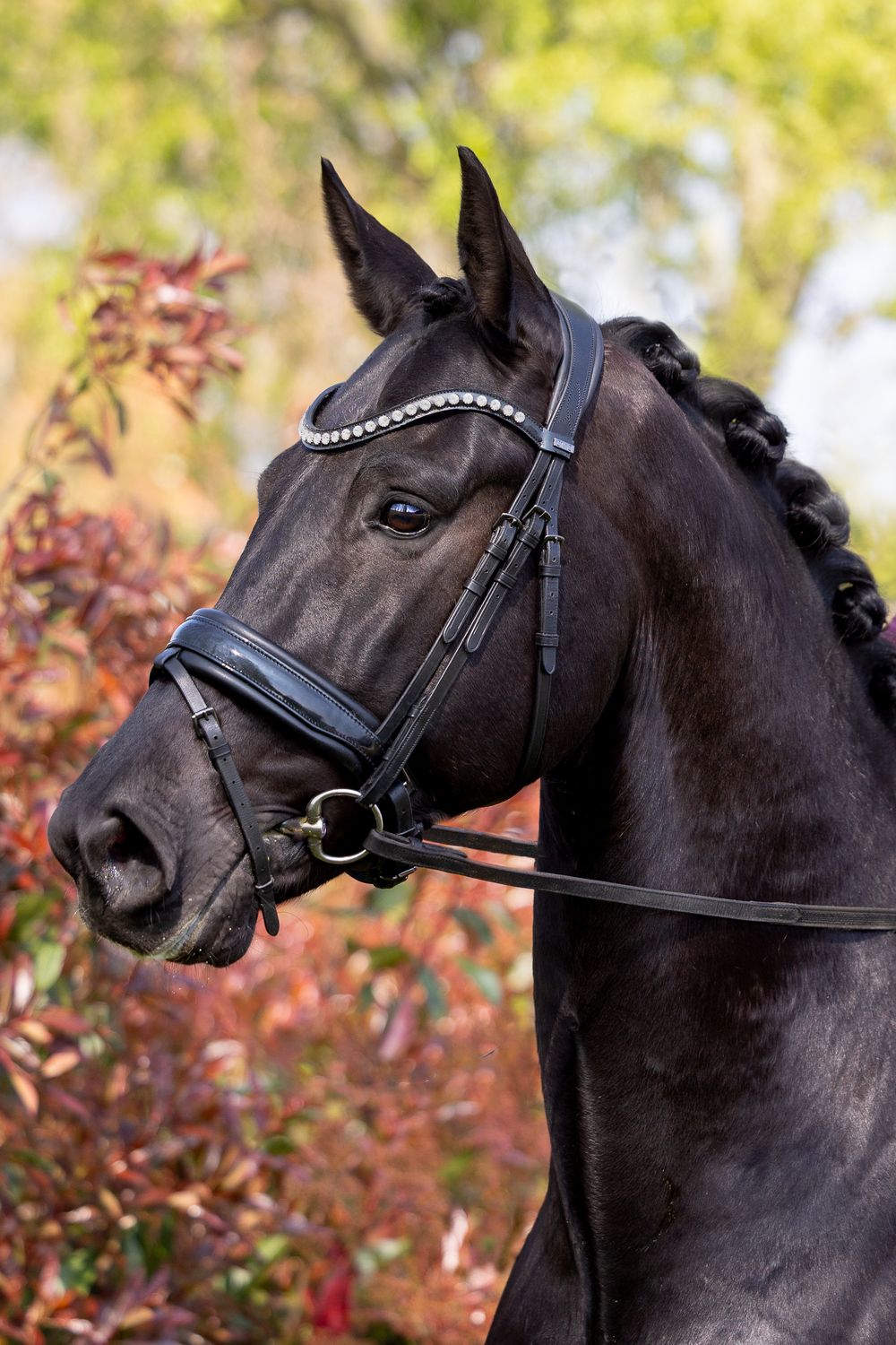 Beautiful black horse wearing an elegant bridle with crystal browband poses against autumn foliage background.