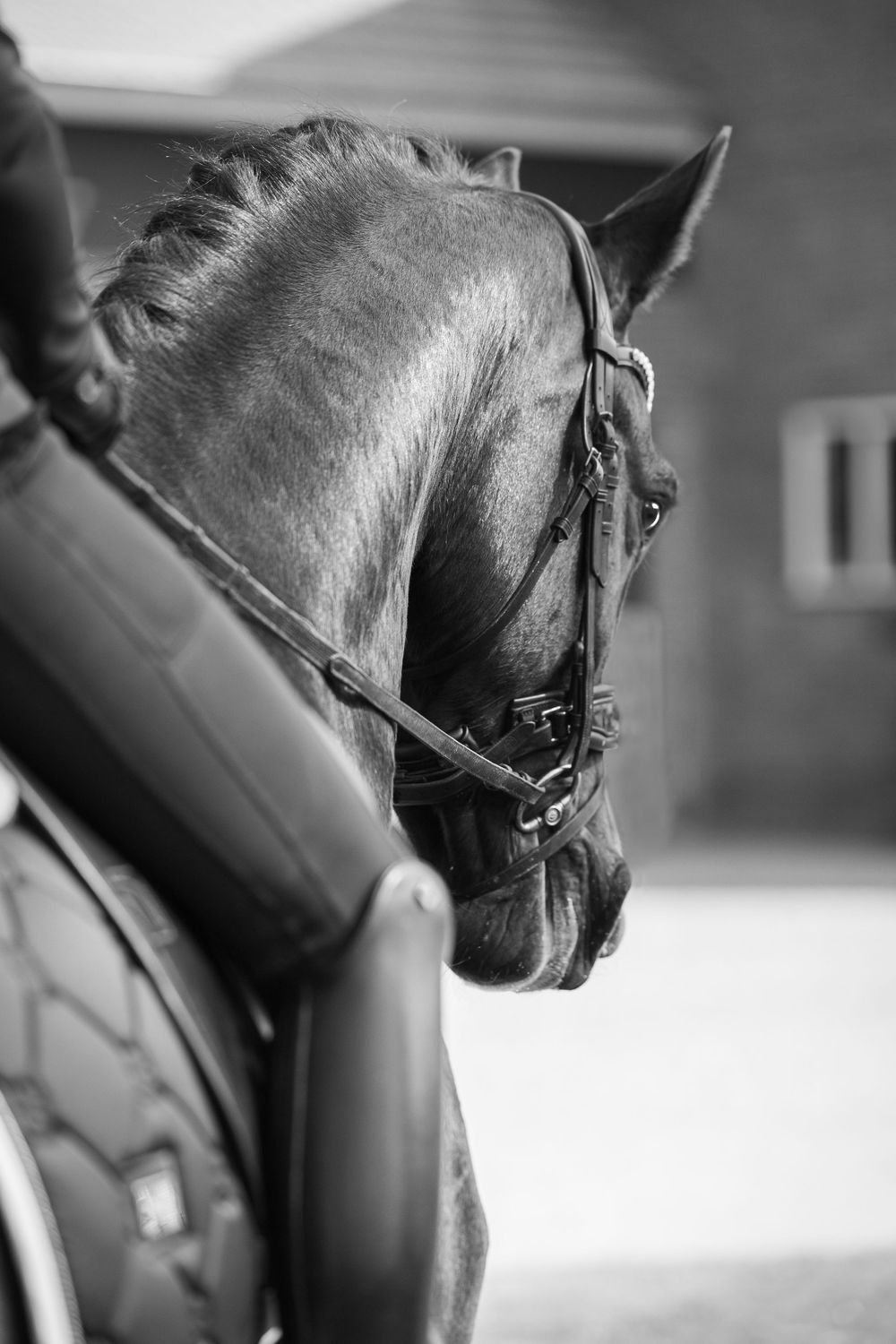 Black and white profile shot of a sleek horse wearing leather bridle and tack in a stable setting.