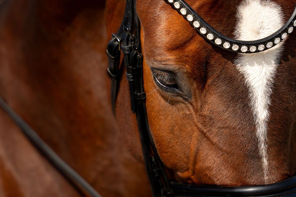 Close-up view of a bay horse's eye and face showing a decorative studded leather bridle and white blaze marking.