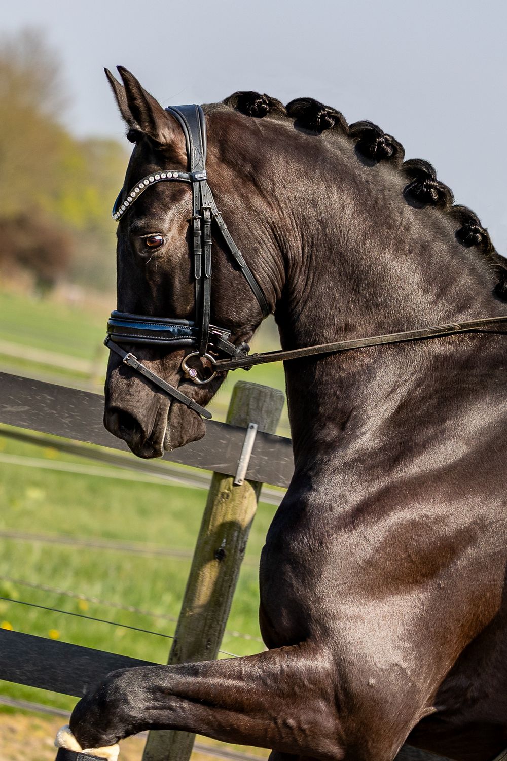 A majestic black dressage horse with braided mane wearing a bridle poses elegantly against a blurred outdoor background.