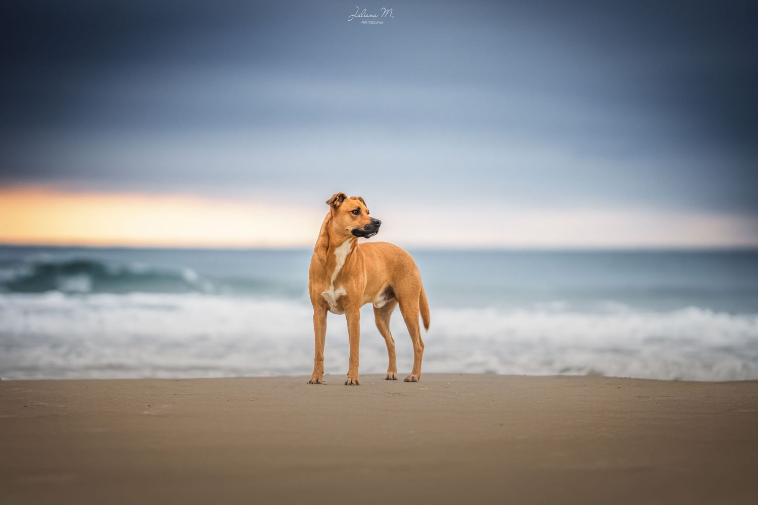 Shooting photo près d'Aix en Provence, photographiez votre chien à la plage