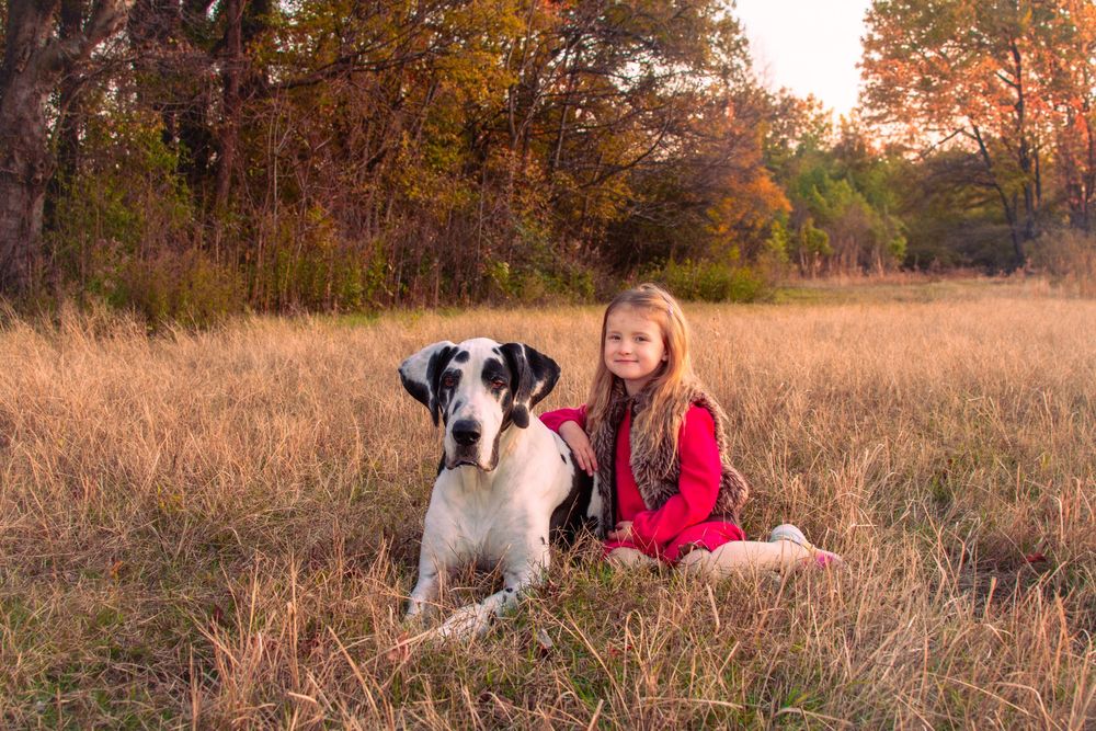 a little girl posed in a field with her black and white great dane on a fall day, photographed by Delta Blossoms Photography