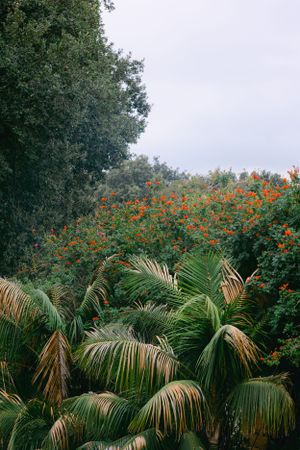 Lush tropical garden with palm fronds and orange flowers against an overcast sky.