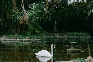 A serene scene of a white swan gliding across a pond surrounded by lush tropical foliage.