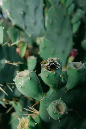 A wedding ring placed artistically on a green prickly pear cactus.
