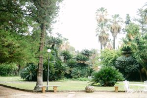 Tranquil garden scene with palm trees and benches in natural lighting.