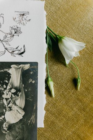 A white flower stem and black and white sketch against a beige background.
