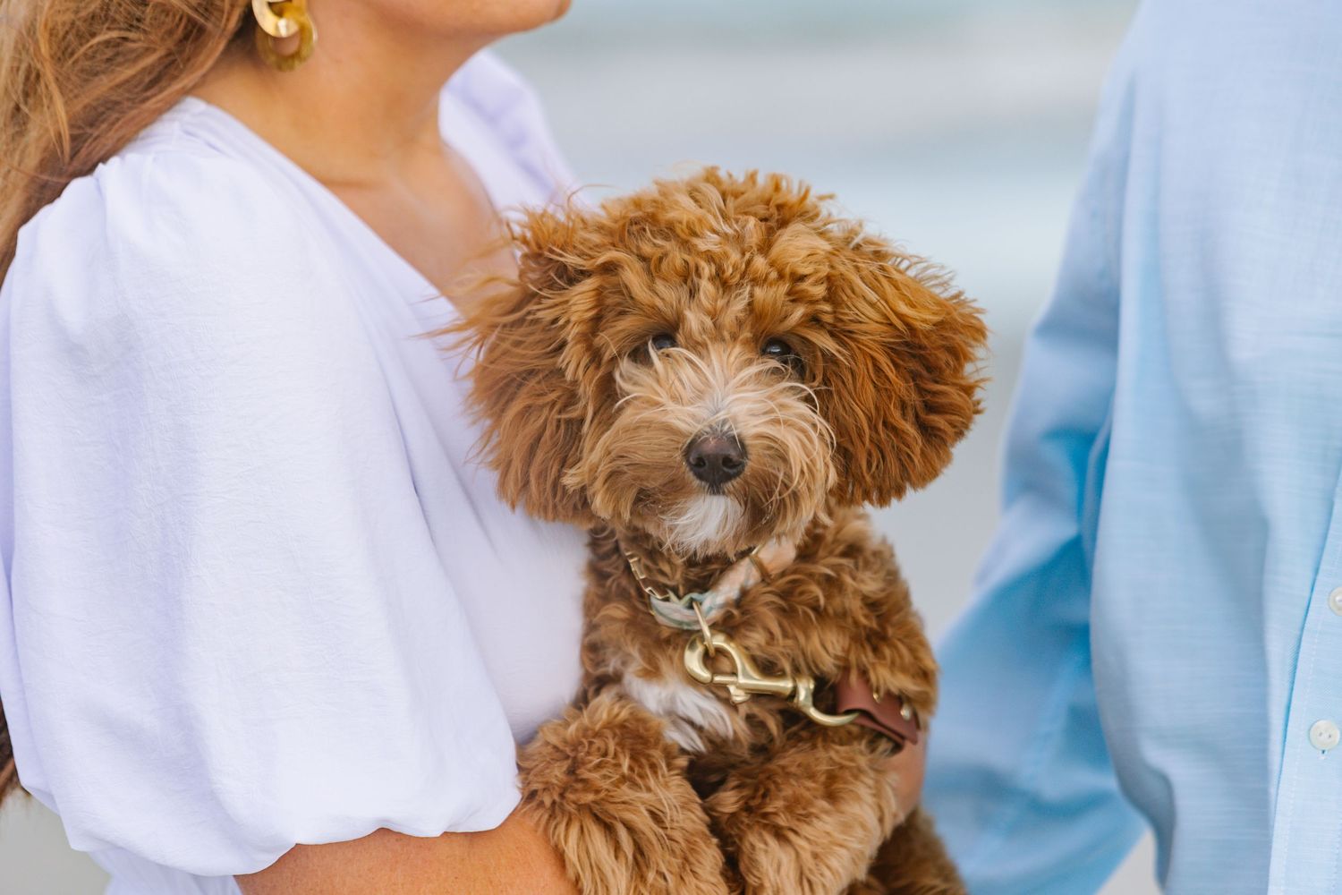 Brown goldendoodle dog plays in waves at beach with couple in coordinating outfits.