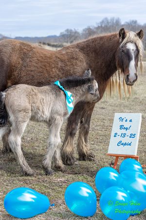 Gender reveal sequence shows balloons popping with blue powder next to a miniature horse colt in a grassy field.